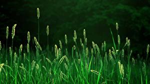 Hintergrundbilder Grünland Gras