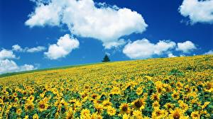 Fotos Felder Sonnenblumen Natur