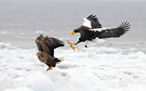 Pictures Bird Eagles animal