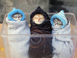 Sfondi desktop Gatti Cappello invernale Animali