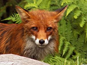 Images Foxes