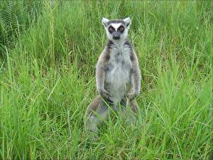 Pictures Lemurs animal