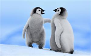 Papel de Parede Desktop Pinguins animalia