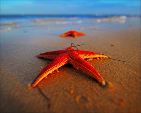 Фотография Побережье Морские звезды Красные звёзды Природа