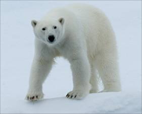 Tapety na pulpit Niedźwiedzie Niedźwiedź polarny Zwierzęta