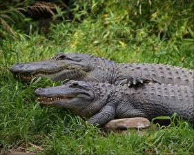 Fotos Krokodile  Tiere