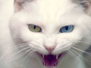 Pictures Cat Canine tooth fangs Roar animal