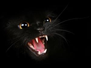 Pictures Cat Canine tooth fangs Angry animal