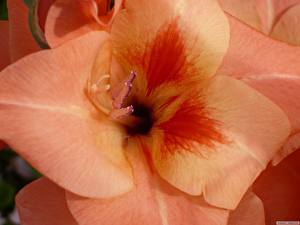 Images Gladiolus flower