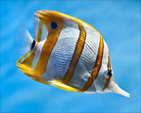 Fotos Unterwasserwelt Fische