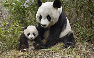 Papel de Parede Desktop Urso Panda-gigante um animal