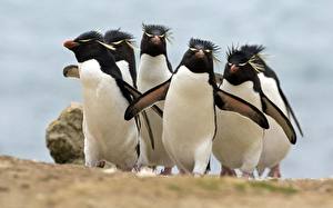 Papel de Parede Desktop Pinguins um animal