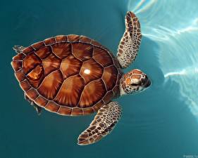 Hintergrundbilder Schildkröten