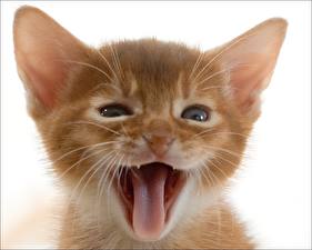 Pictures Cats Kitty cat Tongue Animals