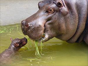 Tapety na pulpit Hipopotamy  Zwierzęta