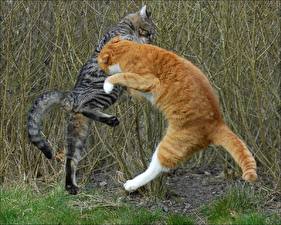 Image Cats Fight Animals