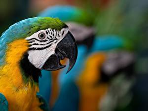 Tapety na pulpit Ptaki Papugi Ara (rodzaj) Zwierzęta