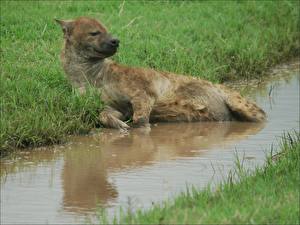 Bureaubladachtergronden Hyena Dieren