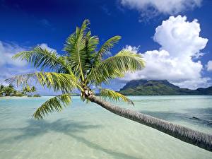 Tapety na pulpit Kraje tropikalne Bora Bora Polinezja Francuska Natura