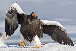 Hintergrundbilder Vögel Adler ein Tier