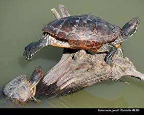 Wallpaper Turtles