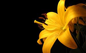 Bureaubladachtergronden Lelie Geel kleur bloem