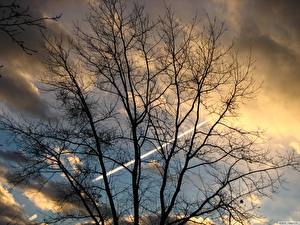 Wallpaper Sky Branches Nature