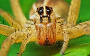 Bilder Insekten Webspinnen ein Tier