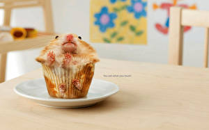 Bakgrundsbilder på skrivbordet Hamster Muffins roliga