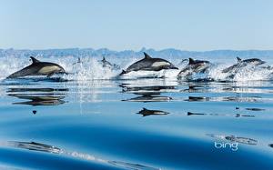 Picture Dolphins Animals