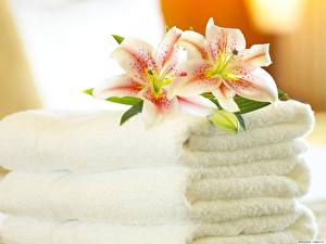 Tapety na pulpit Lilie Ręcznik Kwiaty