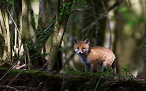 Images Foxes Animals