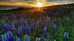 Pictures Sunrises and sunsets Lupinus Sun Nature