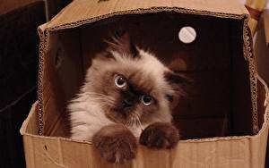 Bilder Katzen Schachtel ein Tier