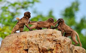 Hintergrundbilder Affe Tiere