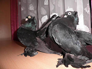 Picture Bird Pigeon Animals