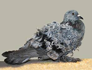 Wallpaper Bird Pigeons