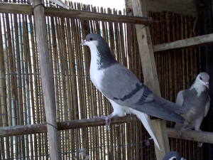 Image Bird Pigeon Animals