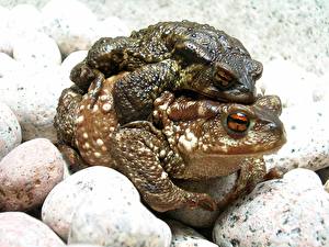 Wallpapers Frogs animal