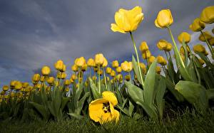 Hintergrundbilder Tulpen Acker Blumen