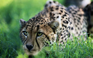 Images Big cats Cheetah Animals