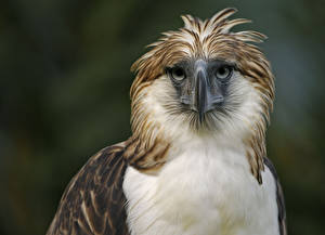 Фотографии Птицы Орлы Филиппинский орел Животные