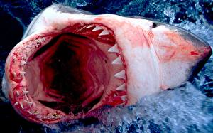 Bureaubladachtergronden Haaien Tanden Dieren
