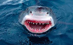 Bilder Haie Zähne Tiere