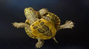 Bakgrundsbilder på skrivbordet Sköldpaddor