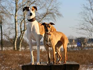 Bakgrunnsbilder Hunder Mynder Greyhound Dyr