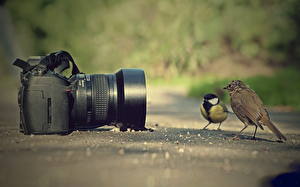 Pictures Bird Camera Animals