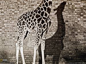 Fotos Giraffen ein Tier