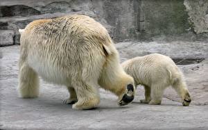 Обои Медведи Белые Медведи животное