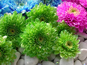 Fondos de escritorio Asters Verde flor